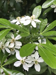 Angiospermae