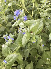 Angiospermae