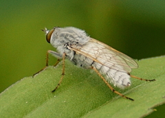 Pandivirilia