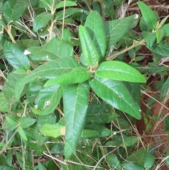Croton menyharthii