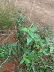 Croton menyharthii
