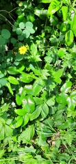 Geum urbanum