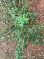 Croton menyharthii