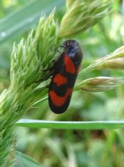 Cercopis vulnerata