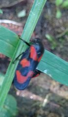 Cercopis vulnerata
