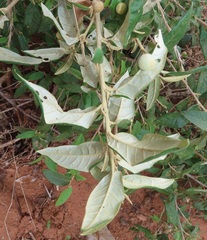 Croton menyharthii