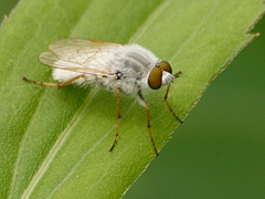 Pandivirilia