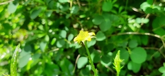 Geum urbanum