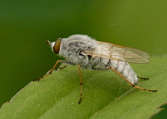 Pandivirilia