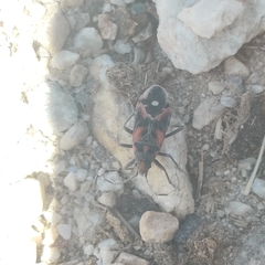 Lygaeus melanostolus