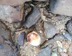 Charybdis hellerii