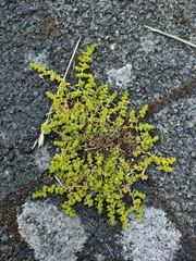 Herniaria glabra