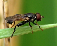 Tropidia scita