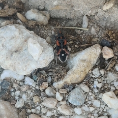 Lygaeus melanostolus