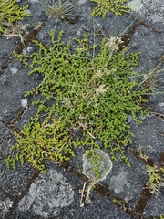 Herniaria glabra