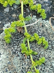 Herniaria glabra