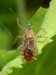 Image of Pselliopus latifasciatus