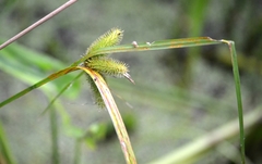 Carex comosa