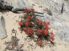 Castilleja scabrida scabrida