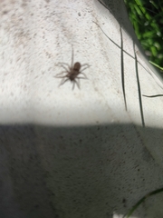 Araneae