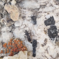 Oxycarenidae