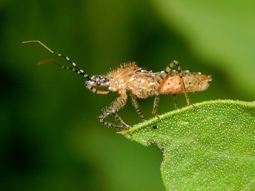 Pselliopus latifasciatus image
