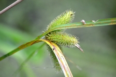 Carex comosa