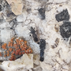 Oxycarenidae