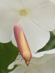 Oncocera semirubella