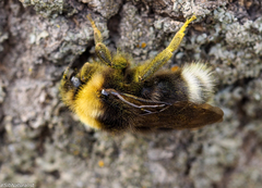 Bombus bohemicus
