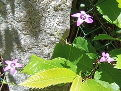 Campanula lusitanica