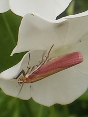 Oncocera semirubella