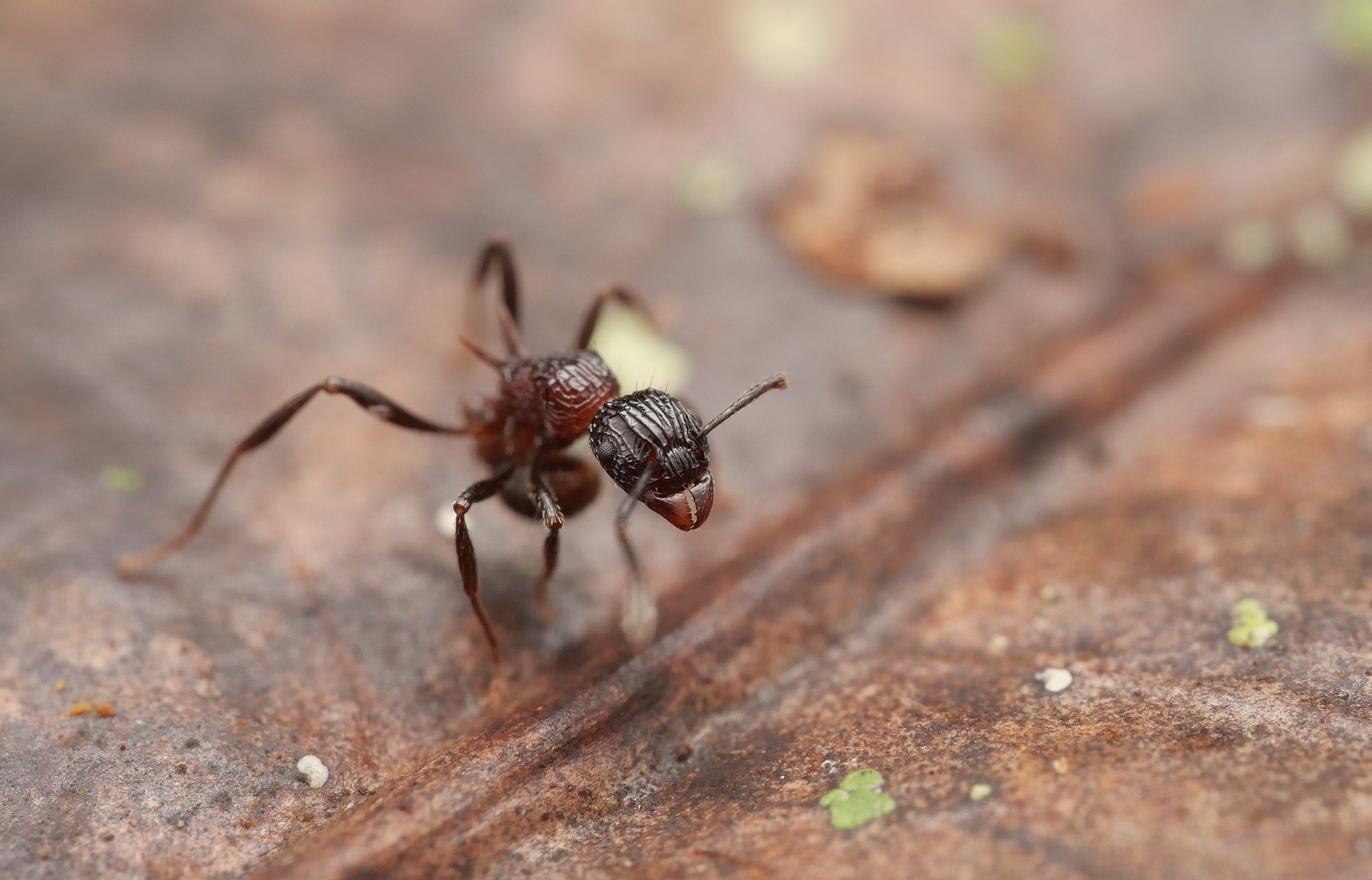 Tetramorium carinatum