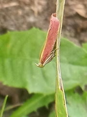 Oncocera semirubella