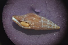 Bela