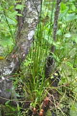 Carex comosa
