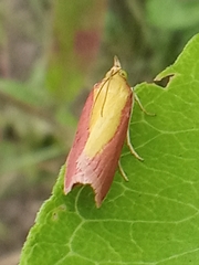 Oncocera semirubella