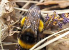 Bombus sporadicus