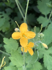Chelidonium majus