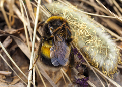 Bombus sporadicus
