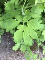 Chelidonium majus