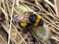 Bombus sporadicus