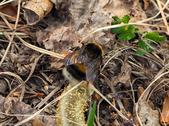 Bombus sporadicus
