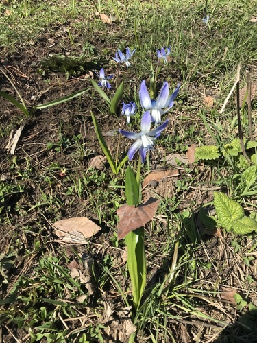 Scilla rosenii