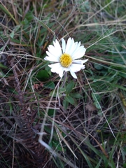 Noticastrum