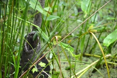 Carex comosa