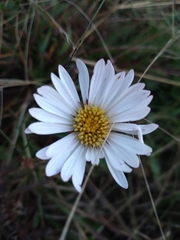 Noticastrum