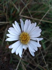 Noticastrum