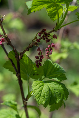 Ribes atropurpureum