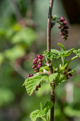 Ribes atropurpureum
